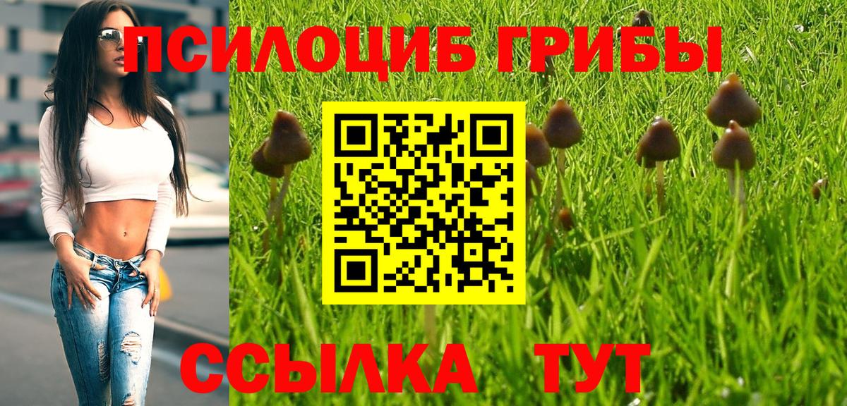 купить наркотики сайты  Вход с VPN  Новодвинск  Галлюциногенные грибы мицелий  Псилоцибиновые грибы Psilocybine cubensis 